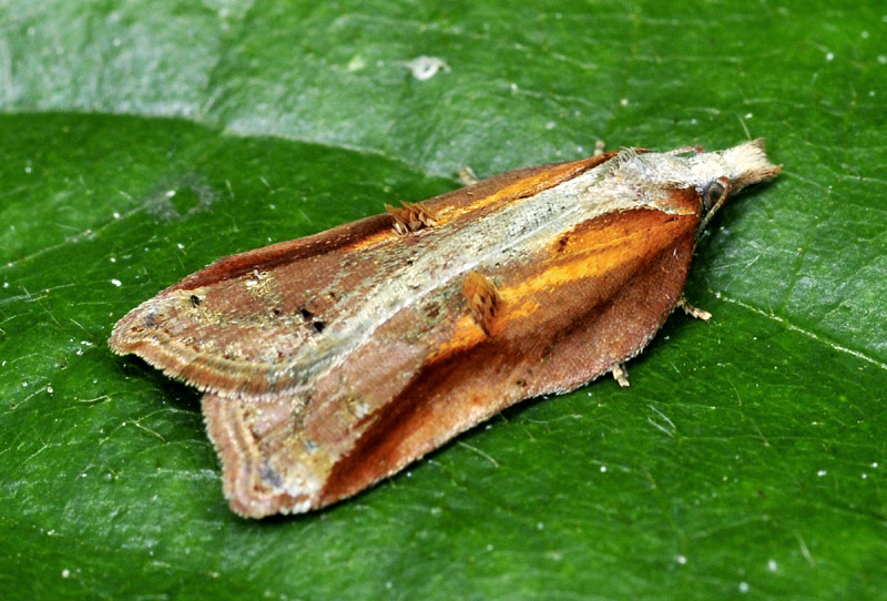 Acleris cristana, variabilit